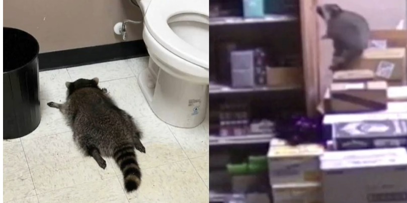 Encuentran a un mapache borracho desmayado en el piso de una licorería después de entrar a robar